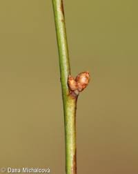 Attēlu rezultāti vaicājumam “Prunus cerasifera var. divaricata bud”