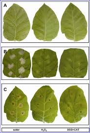 Attēlu rezultāti vaicājumam “Nicotiana tabacum leaf”