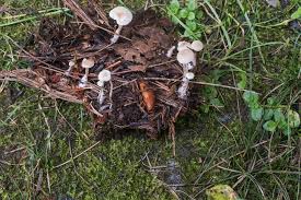 Attēlu rezultāti vaicājumam “Collybia tuberosa”
