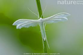 Attēlu rezultāti vaicājumam “Pterophorus pentadactyla”