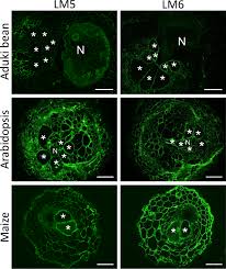 Attēlu rezultāti vaicājumam “Enteridium liceoides macro”