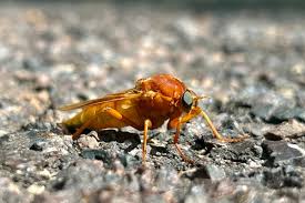 Attēlu rezultāti vaicājumam “Xylophagidae”