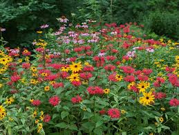 Image result for Monarda didyma