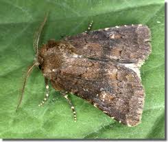 Attēlu rezultāti vaicājumam “Rusina ferruginea female”