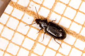 Attēlu rezultāti vaicājumam “Tachyta nana”