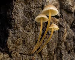 Attēlu rezultāti vaicājumam “Mycena amicta”