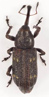 Attēlu rezultāti vaicājumam “Pissodes piniphilus”