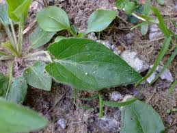 Attēlu rezultāti vaicājumam “Viola hirta leaf”