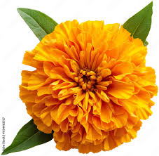 Attēlu rezultāti vaicājumam “Tagetes flower”