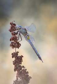 Attēlu rezultāti vaicājumam “Anax parthenope”