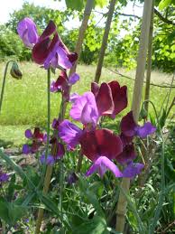 Attēlu rezultāti vaicājumam “Leguminosae”