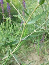 Attēlu rezultāti vaicājumam “Gypsophila paniculata leaf”