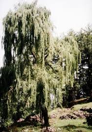 Attēlu rezultāti vaicājumam “Salix daphnoides subsp. acutifolia”