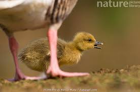 Attēlu rezultāti vaicājumam “Anser anser adult”