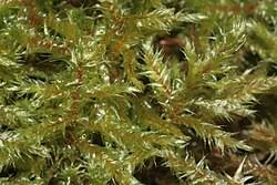 Attēlu rezultāti vaicājumam “Rhytidiadelphus subpinnatus”