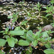 Attēlu rezultāti vaicājumam “Veronica beccabunga”