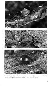 Attēlu rezultāti vaicājumam “Phronia sp. larva”