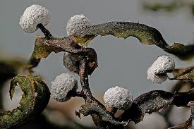 Attēlu rezultāti vaicājumam “Didymium melanospermum spores”