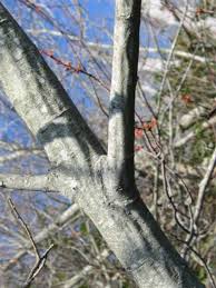 Attēlu rezultāti vaicājumam “Salix cinerea”