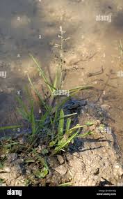 Image result for rosa aquatica