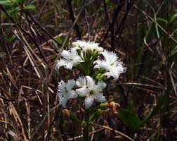 Attēlu rezultāti vaicājumam “Menyanthes trifoliata”