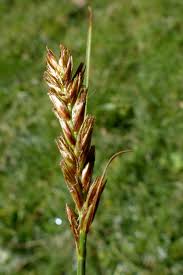 Attēlu rezultāti vaicājumam “Blysmus compressus”