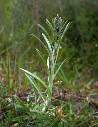 Attēlu rezultāti vaicājumam “Gnaphalium sylvaticum flower”