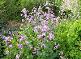 Image result for Lunaria annua