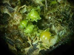 Attēlu rezultāti vaicājumam “Fossombronia wondraczekii spores”