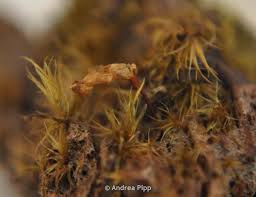 Attēlu rezultāti vaicājumam “Buxbaumia viridis”