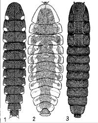 Attēlu rezultāti vaicājumam “Phosphaenus hemipterus male”
