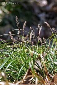 Attēlu rezultāti vaicājumam “Carex digitata leaf”