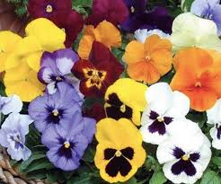 Image result for Viola x wittrockiana `Hiemalis`