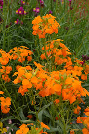 Attēlu rezultāti vaicājumam “Erysimum hieracifolium”