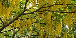 Attēlu rezultāti vaicājumam “Laburnum alpinum”