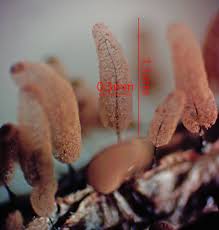 Attēlu rezultāti vaicājumam “Comatricha pulchella”