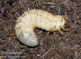 Attēlu rezultāti vaicājumam “Oryctes nasicornis larva”