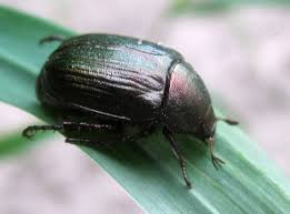 Attēlu rezultāti vaicājumam “Anomala dubia”