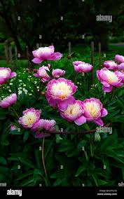 Attēlu rezultāti vaicājumam “Paeonia lactiflora flower”