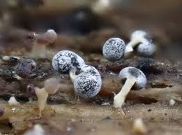 Attēlu rezultāti vaicājumam “Bryum pallens sporophyte”