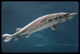 Image result for Acipenser oxyrinchus oxyrinchus