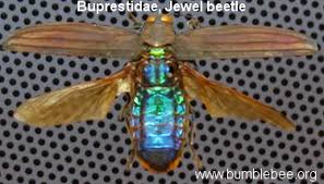 Attēlu rezultāti vaicājumam “Buprestidae”