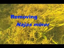 Attēlu rezultāti vaicājumam “Najas minor”