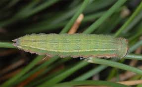 Attēlu rezultāti vaicājumam “Hyponephele lycaon”