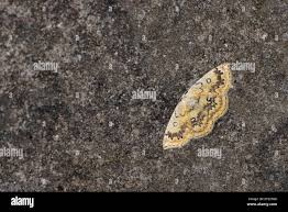 Attēlu rezultāti vaicājumam “Cyclophora annularia”