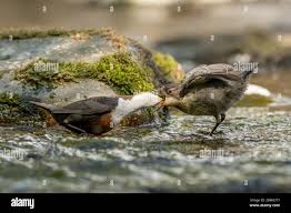 Attēlu rezultāti vaicājumam “Cinclus cinclus adult”
