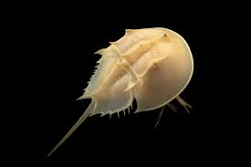 Image result for Limulus polyphemus
