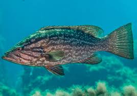 Image result for Mycteroperca rubra