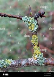 Attēlu rezultāti vaicājumam “Physcia tenella”