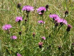 Image result for Centaurea nigra